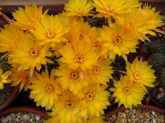 Lobivia arachnacantha in full bloom